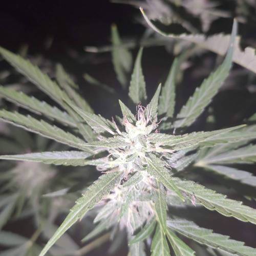 First Grow Outdoor. Week 7
