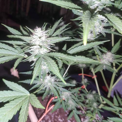 First Grow Outdoor. Week 8