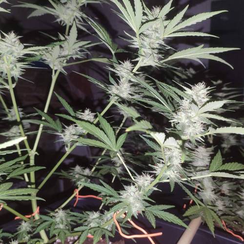 First Grow Outdoor. Week 8