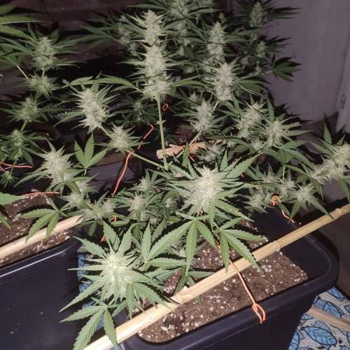 First Grow Outdoor. Week 8
