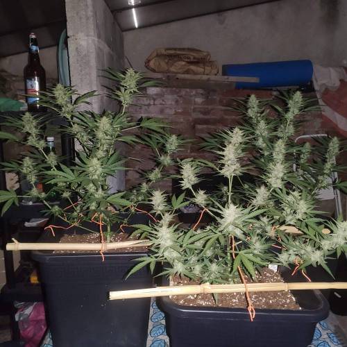 First Grow Outdoor. Week 8
