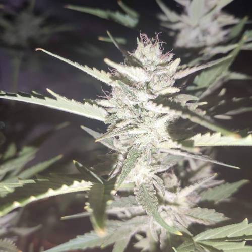 First Grow Outdoor. Week 8 - great glue gelato