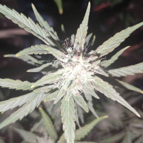 First Grow Outdoor. Week 8