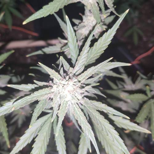 First Grow Outdoor. Week 8