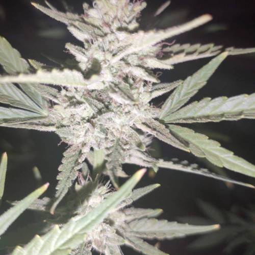First Grow Outdoor. Week 8