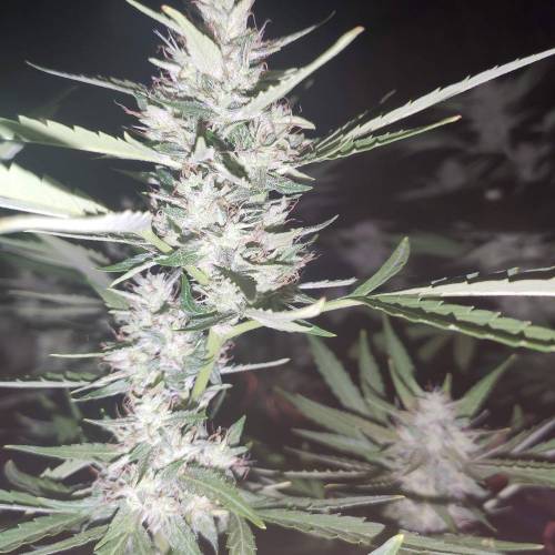 First Grow Outdoor. Week 8 - beautyfull purple punch