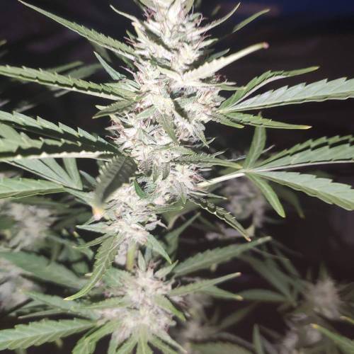 First Grow Outdoor. Week 8