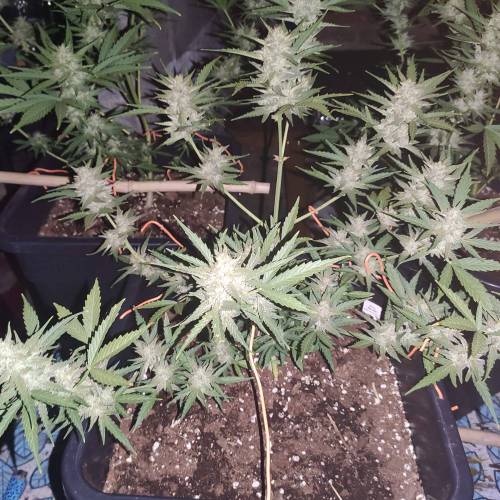 First Grow Outdoor. Week 8