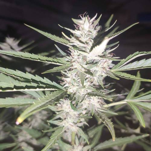 First Grow Outdoor. Week 8