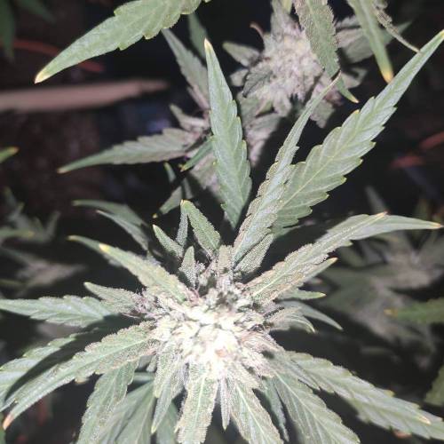 First Grow Outdoor. Week 8