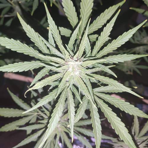 First Grow Outdoor. Week 8