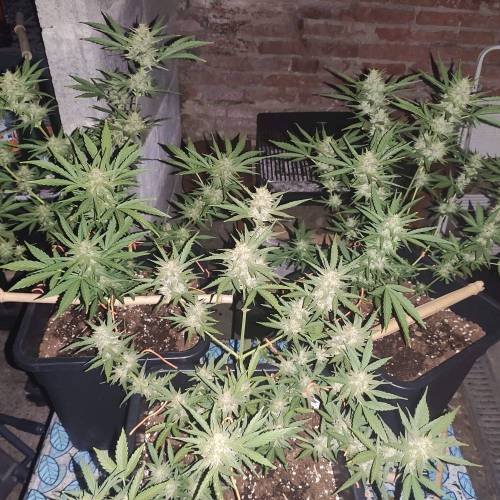 First Grow Outdoor. Week 8