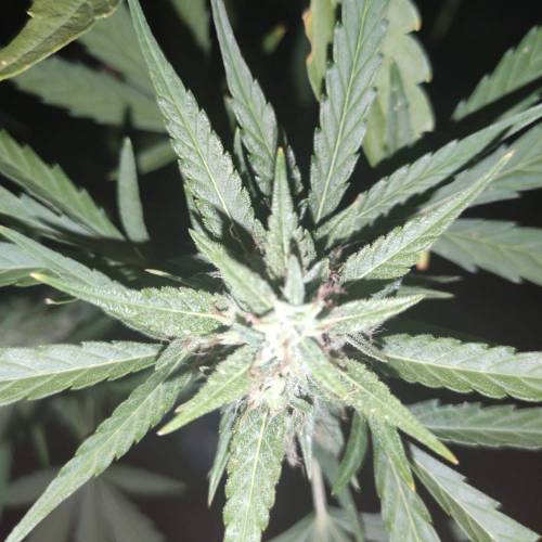 First Grow Outdoor. Week 8