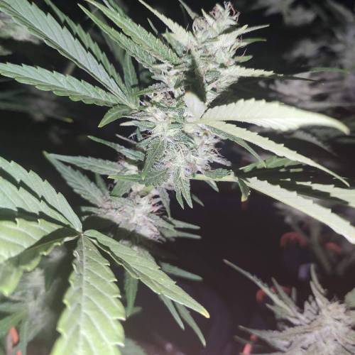 First Grow Outdoor. Week 8