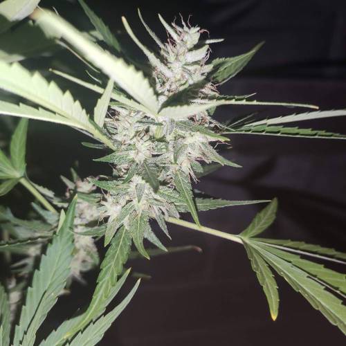 First Grow Outdoor. Week 8