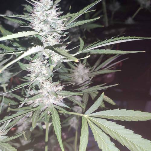 First Grow Outdoor. Week 9