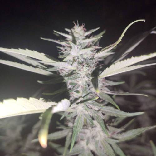 First Grow Outdoor. Week 9