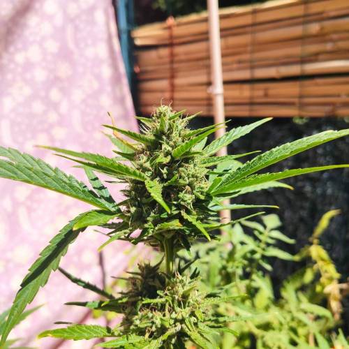 First Grow Outdoor. Week 9