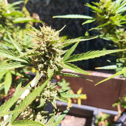 First Grow Outdoor. Week 9
