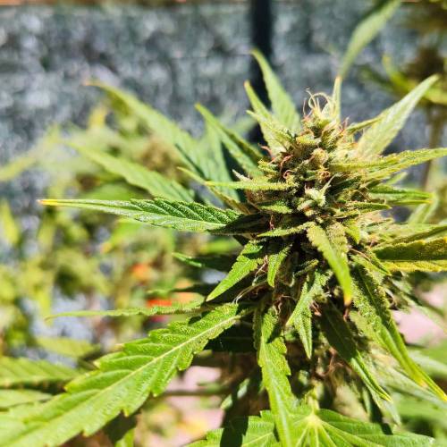 First Grow Outdoor. Week 9