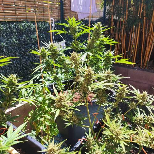 First Grow Outdoor. Week 9