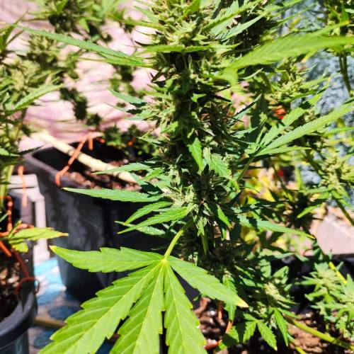First Grow Outdoor. Week 9