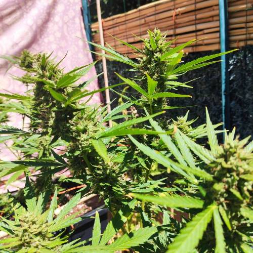 First Grow Outdoor. Week 9