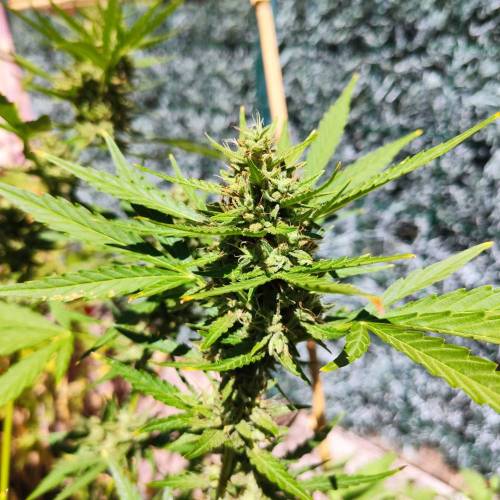First Grow Outdoor. Week 9