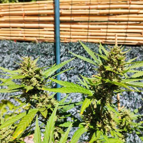 First Grow Outdoor. Week 9