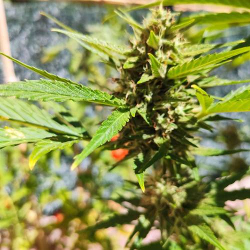 First Grow Outdoor. Week 9