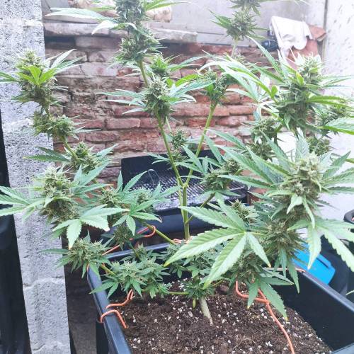 First Grow Outdoor. Week 9