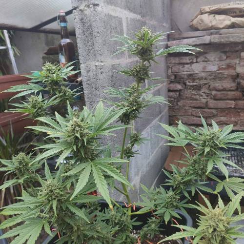First Grow Outdoor. Week 9