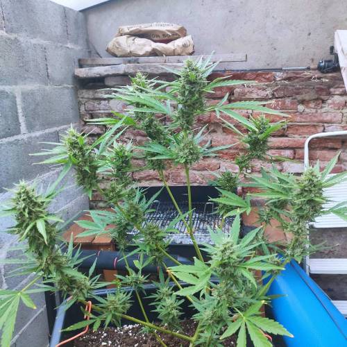 First Grow Outdoor. Week 9