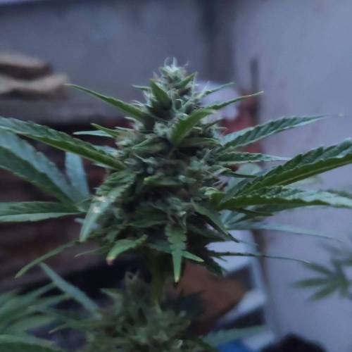 First Grow Outdoor. Week 9