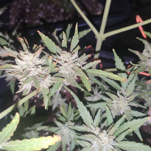 First Grow Outdoor. Week 10