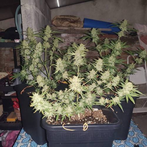 First Grow Outdoor. Week 10