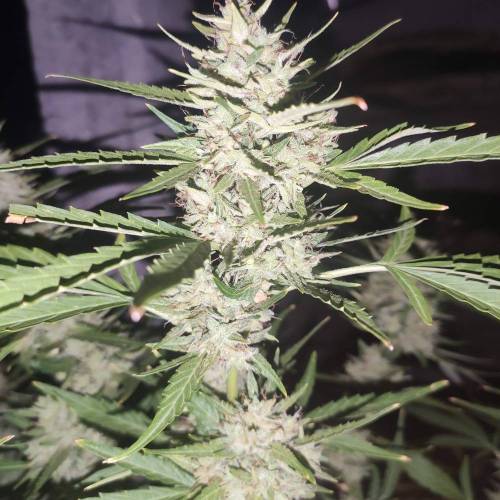 First Grow Outdoor. Week 10