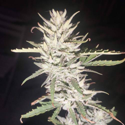 First Grow Outdoor. Week 10