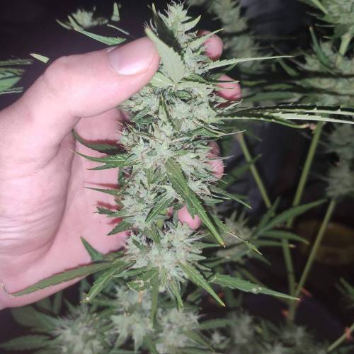 First Grow Outdoor. Week 10
