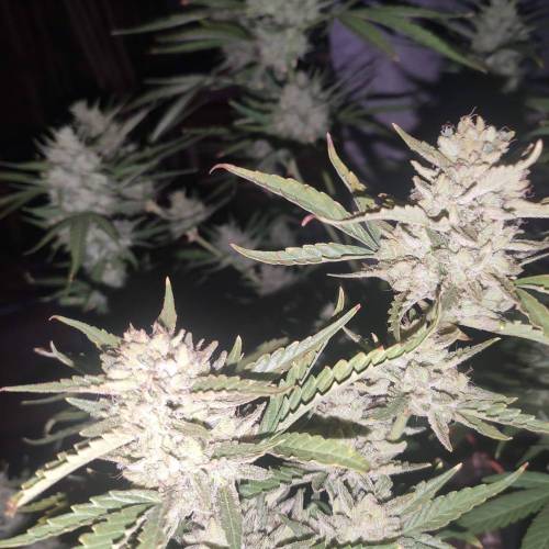 First Grow Outdoor. Week 10