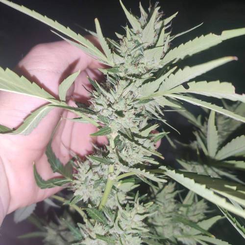 First Grow Outdoor. Week 10