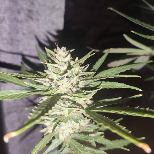 First Grow Outdoor. Week 10