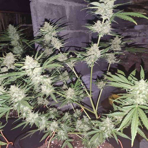 First Grow Outdoor. Week 10
