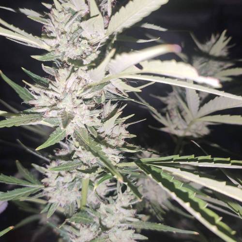 First Grow Outdoor. Week 10