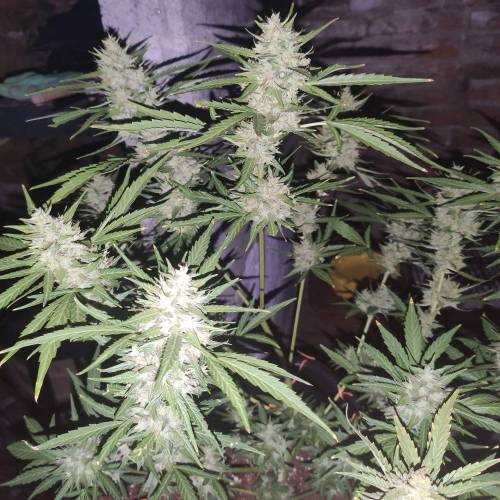 First Grow Outdoor. Week 10