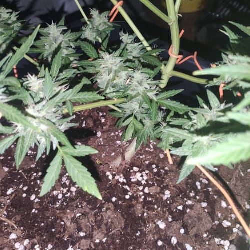 First Grow Outdoor. Week 10