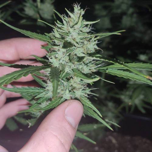First Grow Outdoor. Week 10