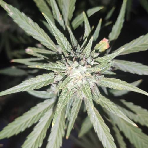 First Grow Outdoor. Week 10