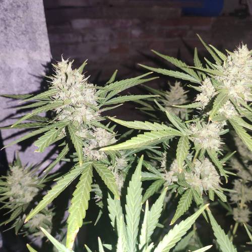 First Grow Outdoor. Week 10
