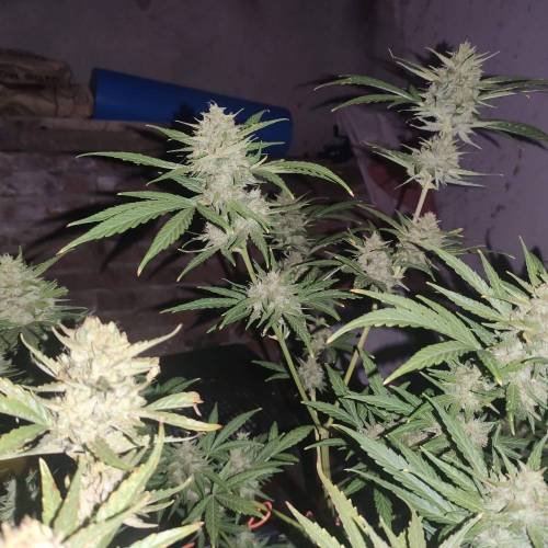 First Grow Outdoor. Week 10